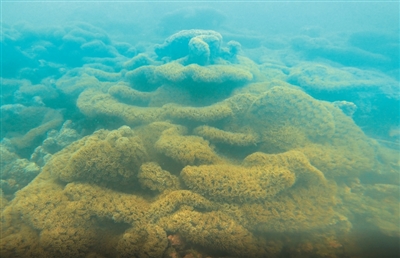 我们在海底“种”珊瑚